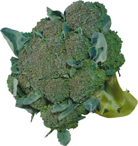 Broccoli PNG-72934